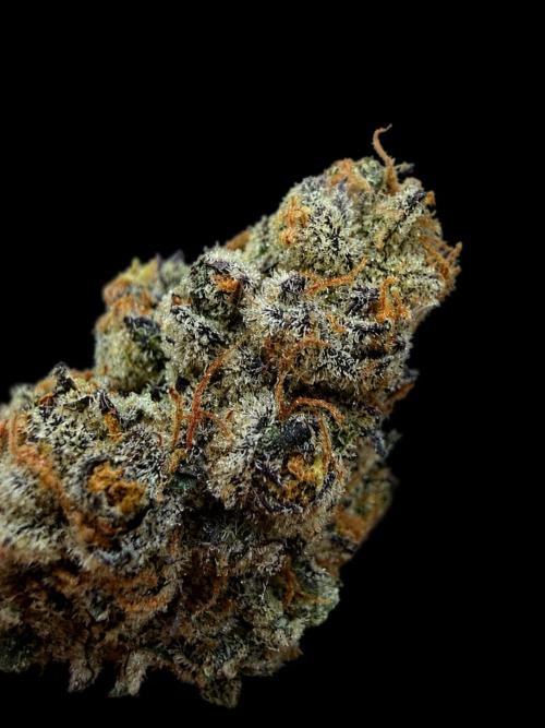 Compound Genetics - New Money by Relentless-Pressure