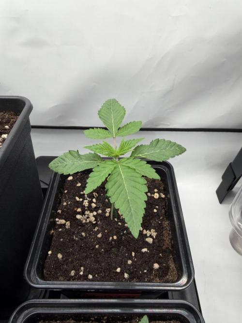 B•45 by Booba. Week 1 - Day 12