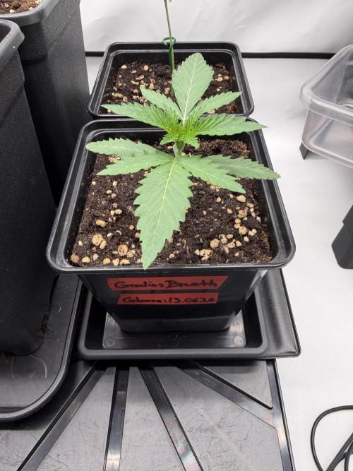 Gremlin‘s Breath Champelli x Sensi. Week 2 - Day13