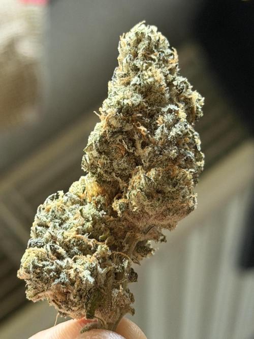 New Money Compound Genetics Flo/IWH. Week 18