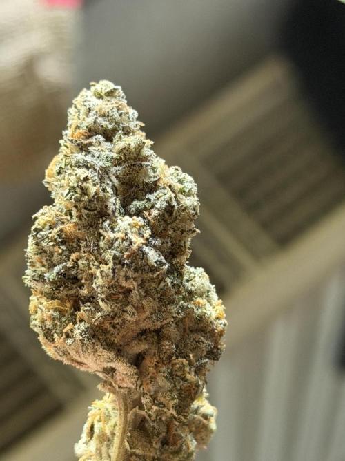 New Money Compound Genetics Flo/IWH. Week 18