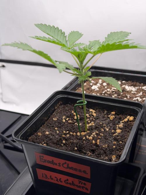 Ambient R120. Week 2