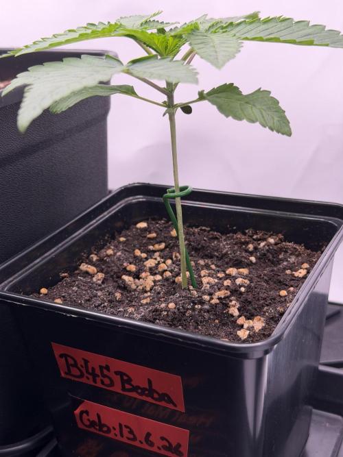 Ambient R120. Week 2