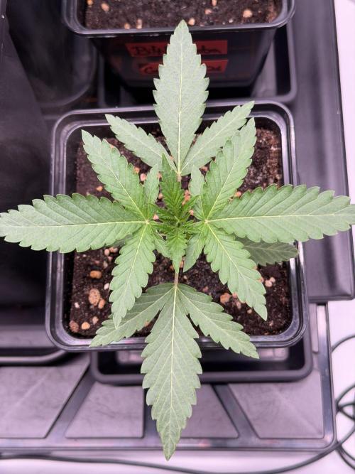 Gremlin‘s Breath Champelli x Sensi. Week 2 - Day15