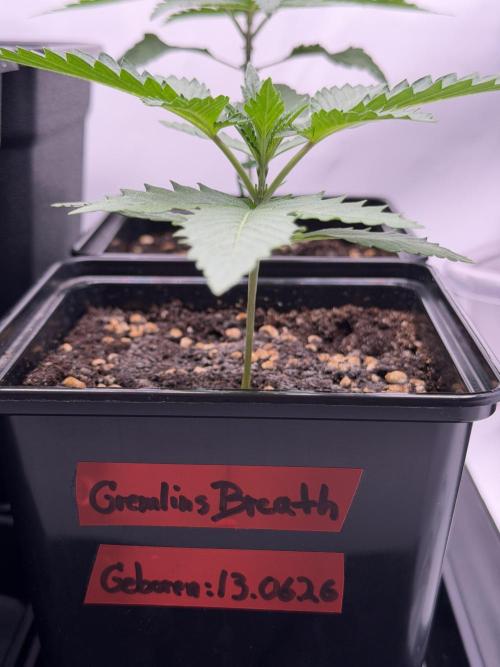 Gremlin‘s Breath Champelli x Sensi. Week 2