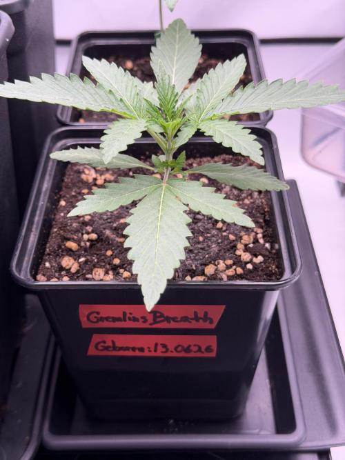 Gremlin‘s Breath Champelli x Sensi. Week 2