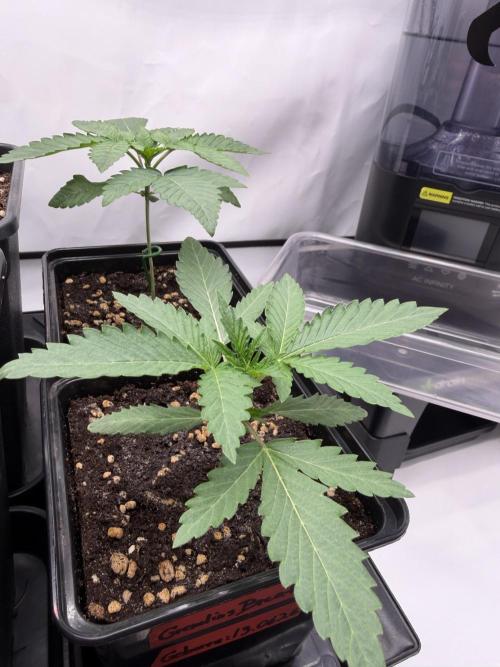 Gremlin's Breath. Week 2
