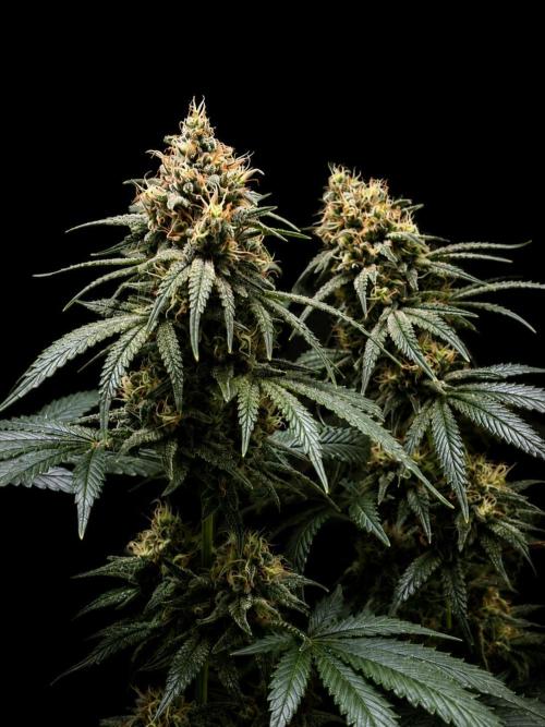 Franco's Lemon Cheese. Week 9