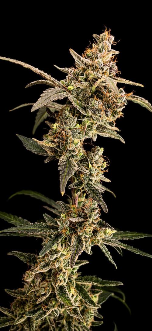 Blue Dream. Week 7