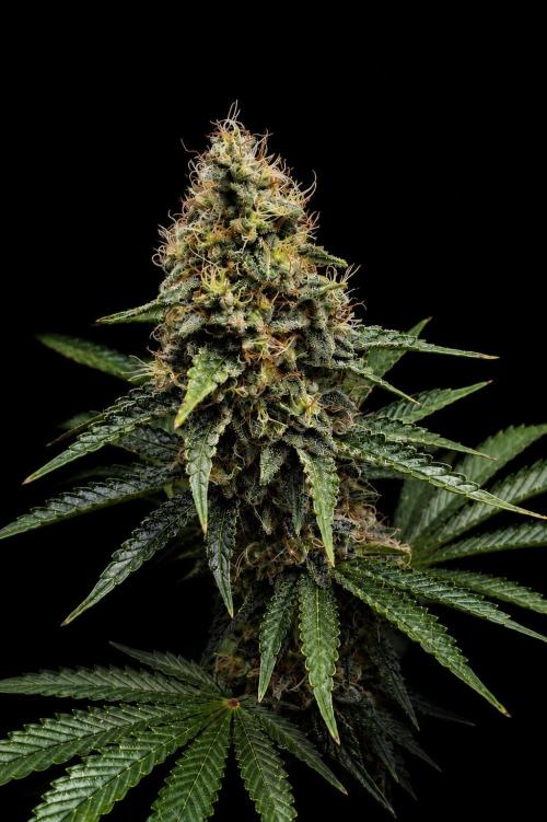 Kings Juice. Week 10