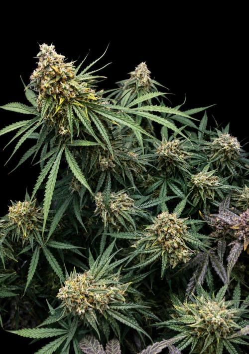 Milky Way F1. Week 11