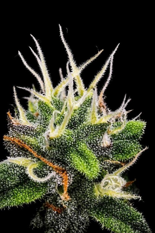 Apricot Auto. Week 16