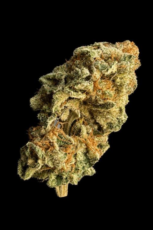 Orange Bud 2.0. Week 10