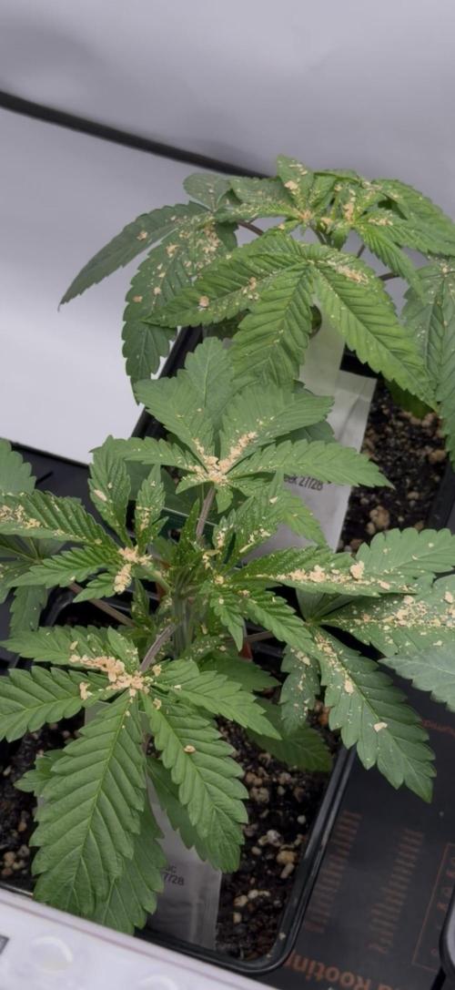 The Real Exodus. Week 3