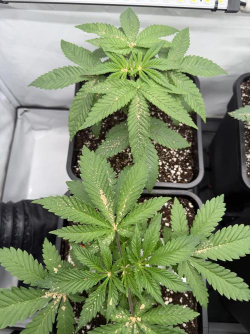 The Real Exodus. Week 3