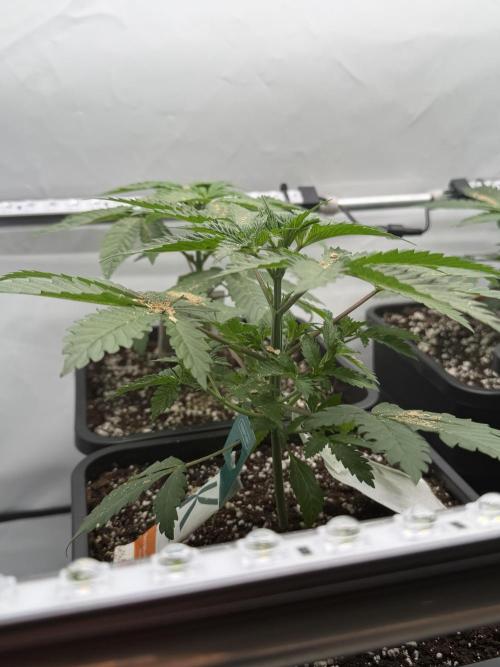 The Real Exodus. Week 3
