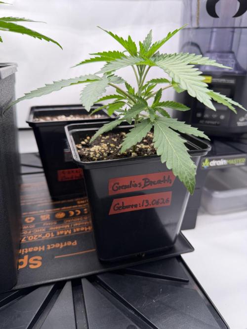 Gremlin‘s Breath Champelli x Sensi. Week 2