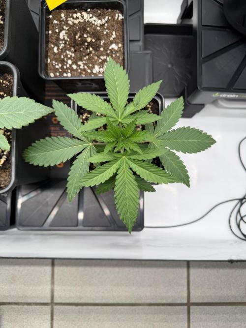 Gremlin‘s Breath Champelli x Sensi. Week 2