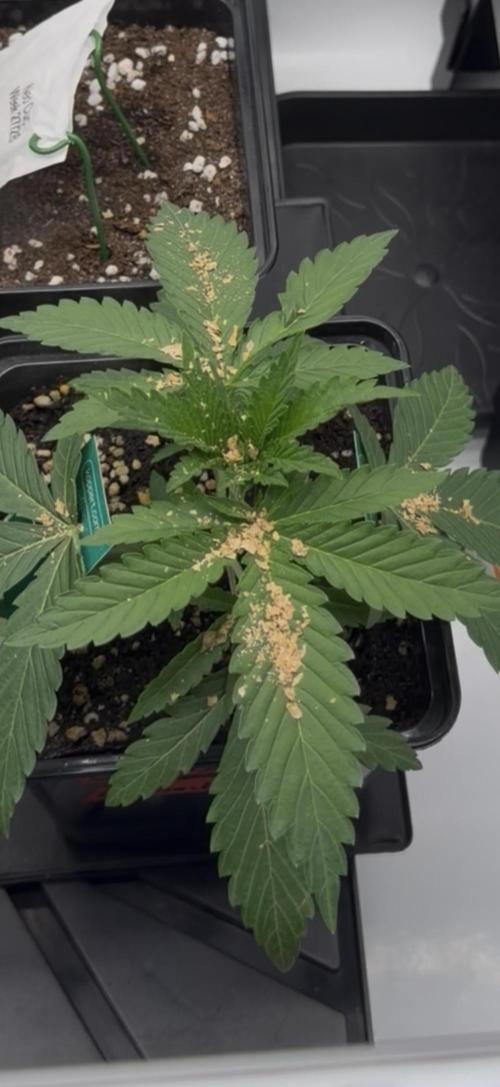 Gremlin‘s Breath Champelli x Sensi. Week 2