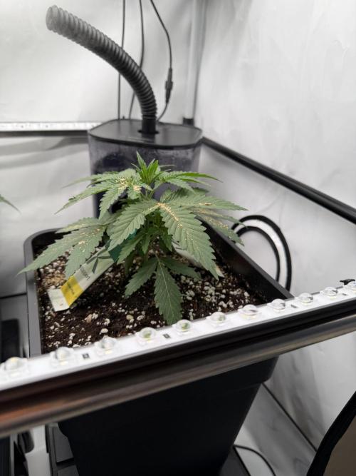 Gremlin‘s Breath Champelli x Sensi. Week 3