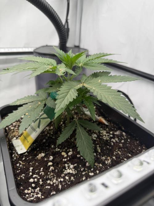 Gremlin‘s Breath Champelli x Sensi. Week 3