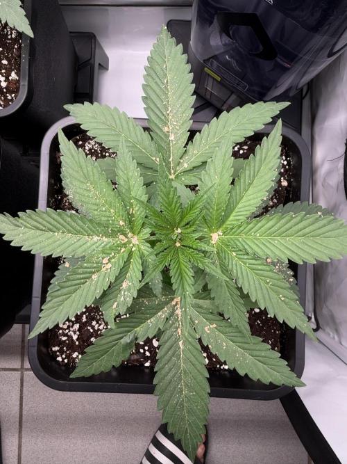 Gremlin‘s Breath Champelli x Sensi. Week 3