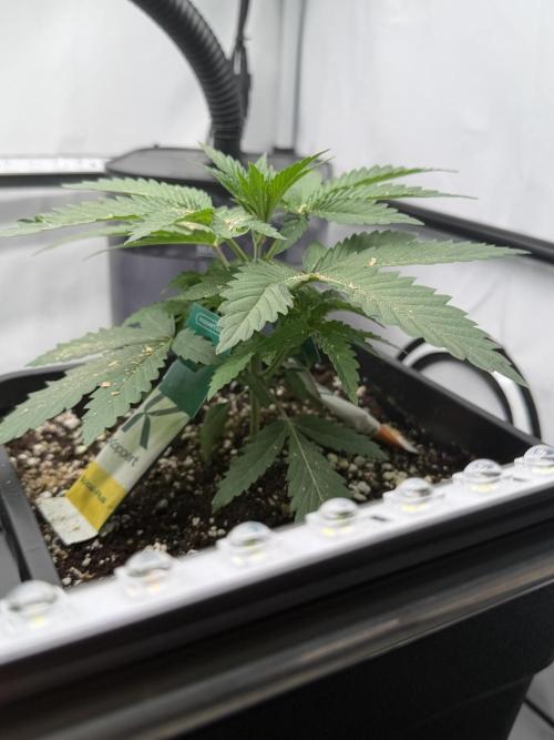 Gremlin‘s Breath Champelli x Sensi. Week 3