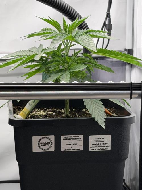 Gremlin‘s Breath Champelli x Sensi. Week 3