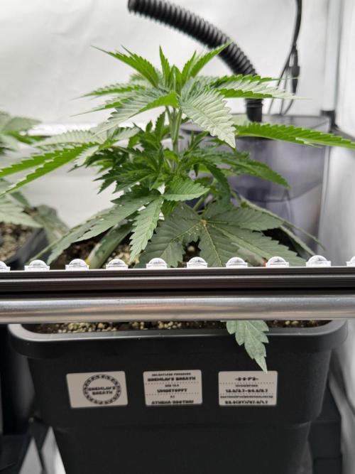 Gremlin‘s Breath Champelli x Sensi. Week 3