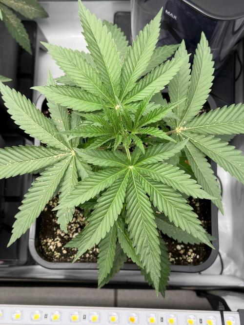 Gremlin‘s Breath Champelli x Sensi. Week 3