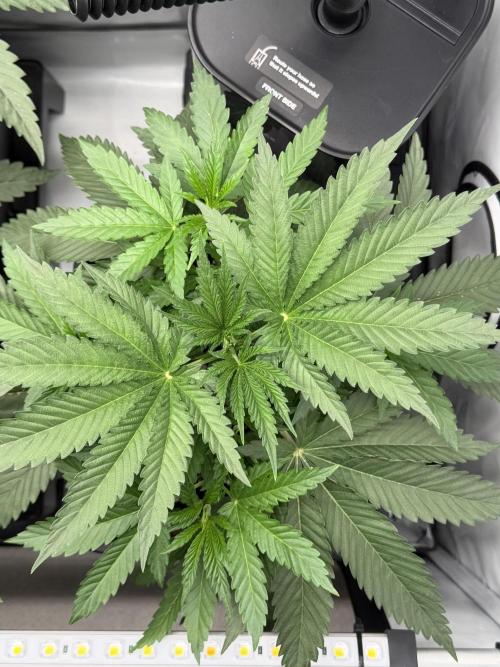 Gremlin‘s Breath Champelli x Sensi. Week 4