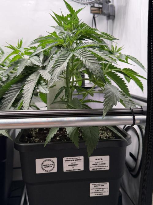 Gremlin's Breath. Week 4