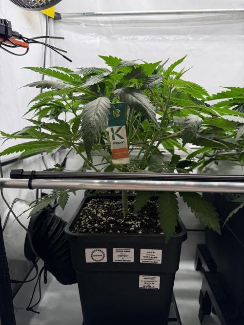The Real Exodus. Week 4 - Flip it,let it,grow it,fuck it,veg the hell out of her ! 🤣