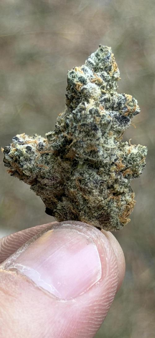 New Money Compound Genetics Flo/IWH. Week 18