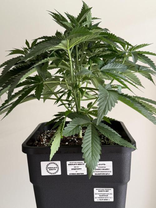 Gremlin‘s Breath Champelli x Sensi. Week 4