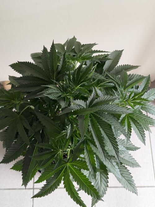 Gremlin‘s Breath Champelli x Sensi. Week 4