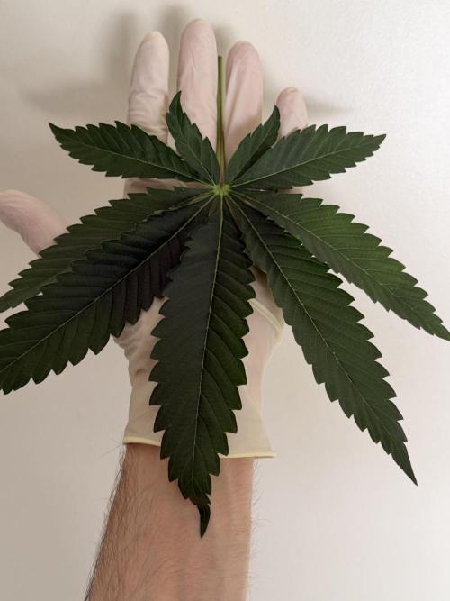 Gremlin‘s Breath Champelli x Sensi. Week 4
