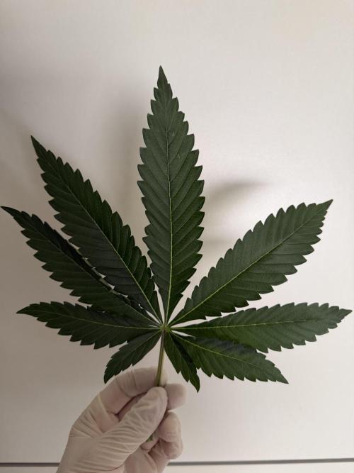 Gremlin‘s Breath Champelli x Sensi. Week 4