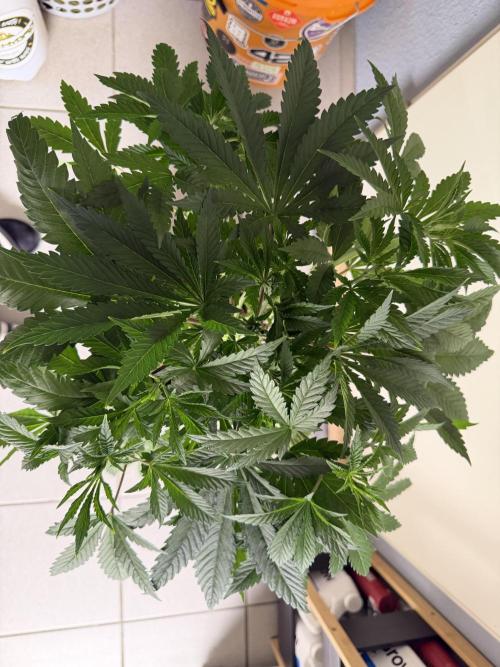 The Real Exodus Explorer. Week 4