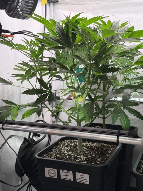 The Real Exodus Explorer. Week 4