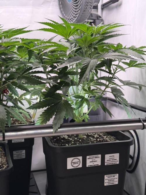 Gremlin‘s Breath Champelli x Sensi. Week 4