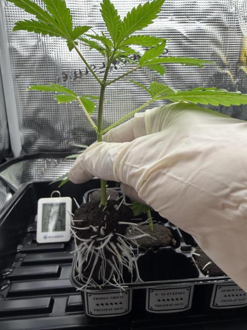 The Real Exodus Explorer. Week 4 - Champions Cut 6 Tage fully rooted 