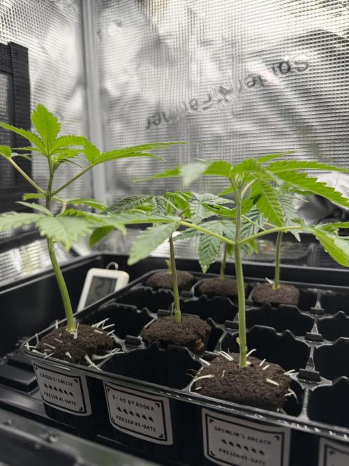 Gremlin's Breath. Week 4