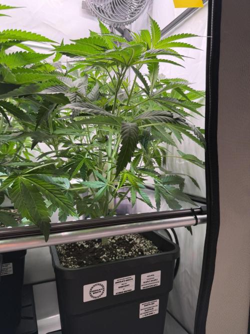 Gremlin‘s Breath Champelli x Sensi. Week 5