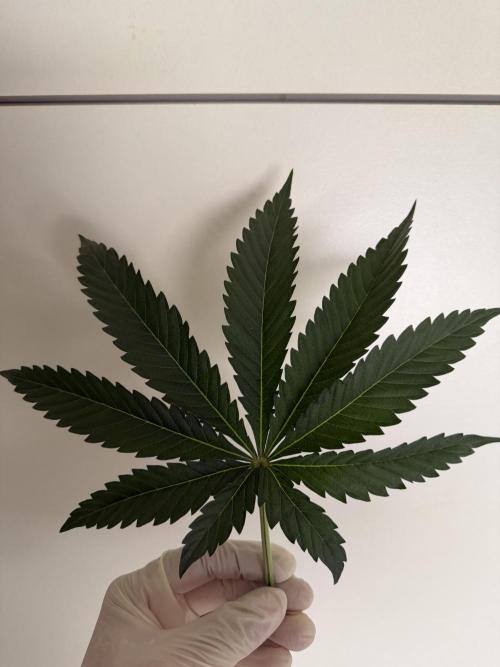 Gremlin‘s Breath Champelli x Sensi. Week 5