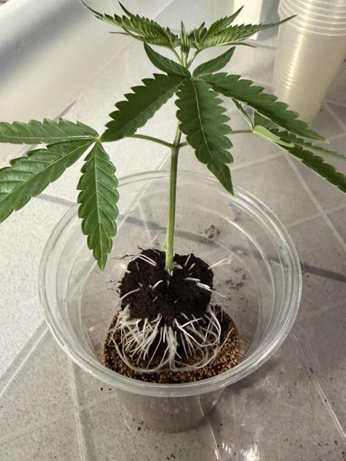 Gremlin‘s Breath Champelli x Sensi. Week 5 - Transplanted in red Cups on Day 8 even if yaal dont can relate such results!