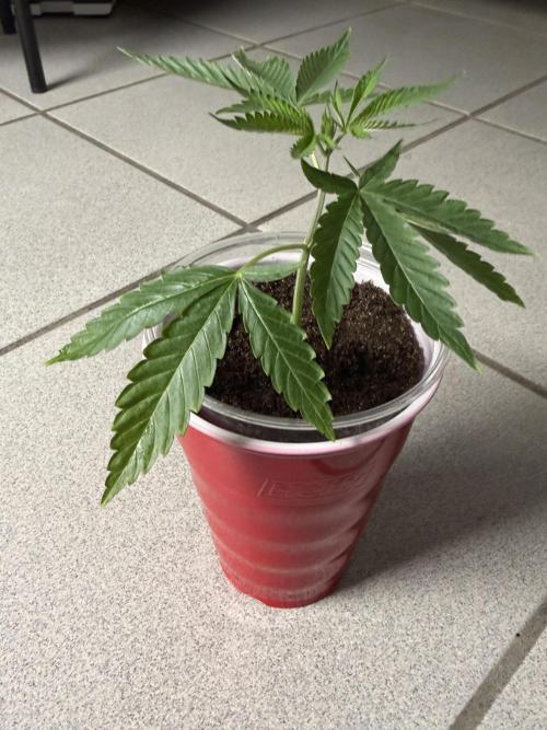 Gremlin's Breath. Week 5