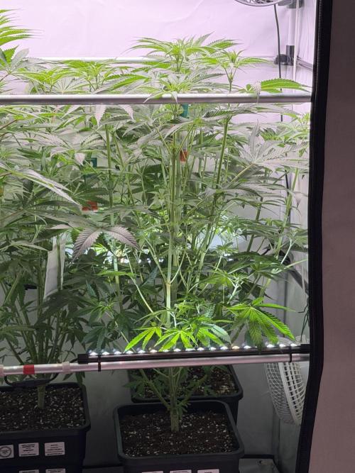 Gremlin‘s Breath Champelli x Sensi. Week 6