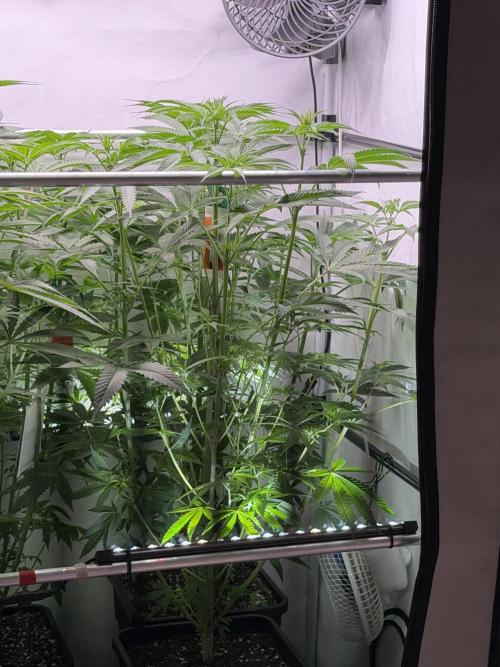 Gremlin‘s Breath Champelli x Sensi. Week 6