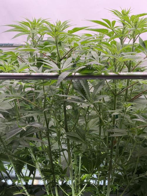 The Real Exodus Explorer. Week 6 - Flower day 16
